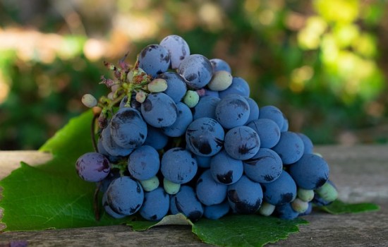 Wykorzystanie winogronu w kuchni: inspirujące pomysły na smakowite przysmaki